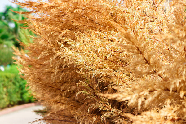 Мертвые сухие ветки туи крупным планом. желтый фон
