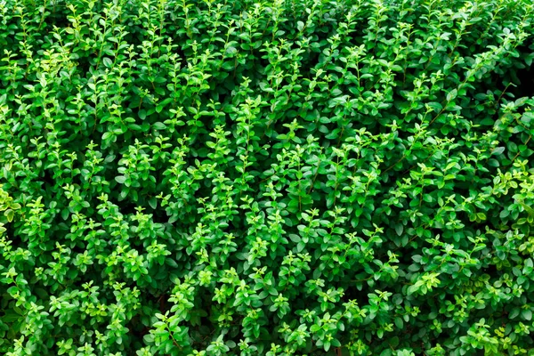 Verde Deixa Fundo Parede Folhas Pequenas Texturizadas — Fotografia de Stock