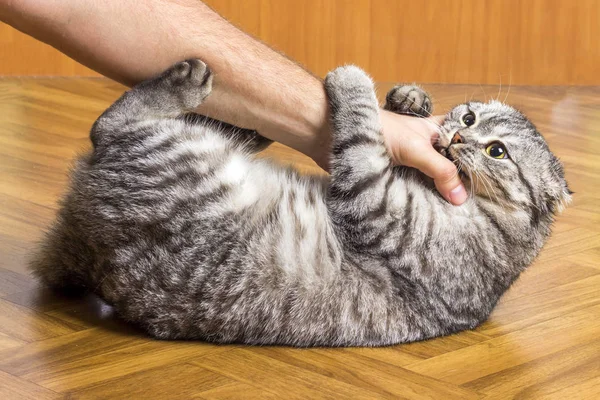可爱的滑稽的猫玩弄人的手 — 图库照片
