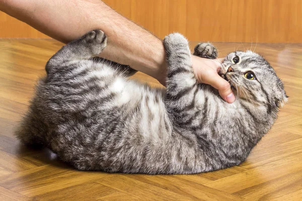 Lindo Divertido Gato Jugando Con Hombre Mano —  Fotos de Stock