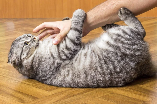 Hombre Mano Está Jugando Con Precioso Gato Sosteniéndolo Por Las — Foto de Stock