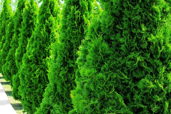 Thuja 여름에도 측백나무 — 스톡 사진