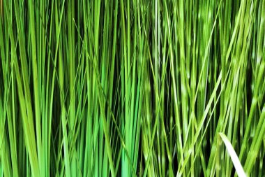 Taze yeşil çim yakın çekim arka plan veya doku.