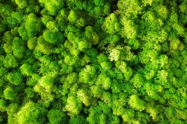 Green yellow decorative moss background or texture. clipart