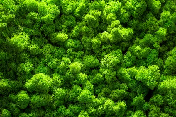 Зелений Мох Крупним Планом Дизайн Інтер Єру Вид Зверху Крупним — стокове фото