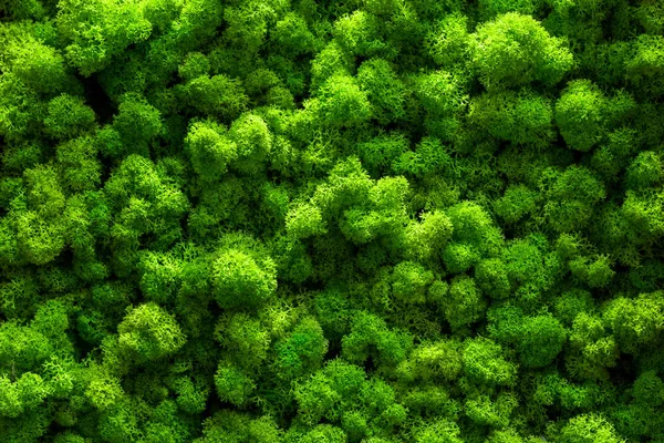 Green Moss Old Office Floor Interior Design Top View Close — Stock Photo, Image