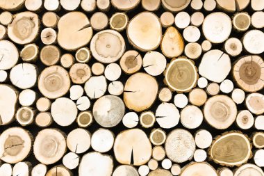 Yuvarlak meşe ağacı kütüğü arka planı. Arkaplan dokusu için kesilen ağaçlar.