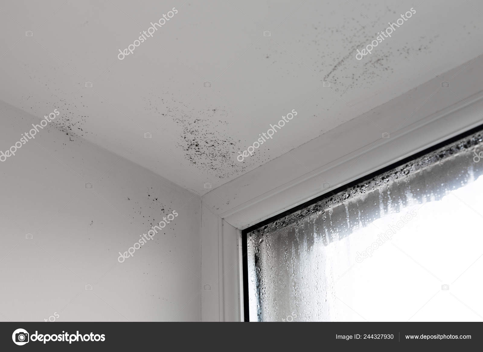 Damp Attacking Wall Mold Window House Window Damp