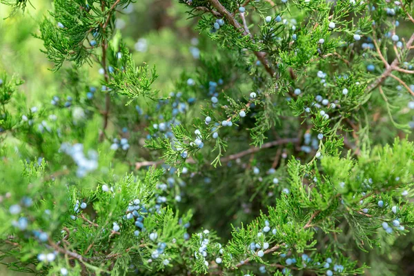 Verde Thuja Enebro Ramas Árbol Wis Bayas Fondo Cerca —  Fotos de Stock