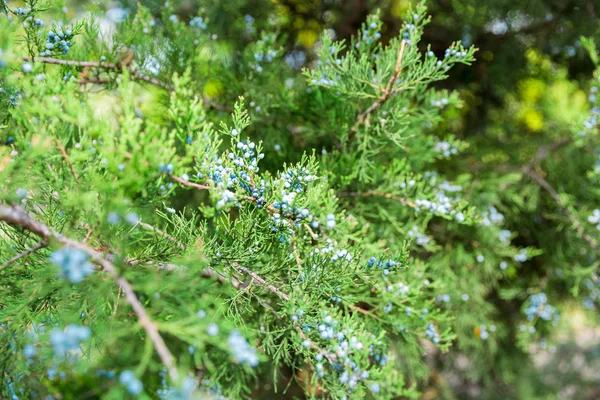 Grön Thuja Eller Juniper Träd Grenar Wis Bär Bakgrund Närbild — Stockfoto