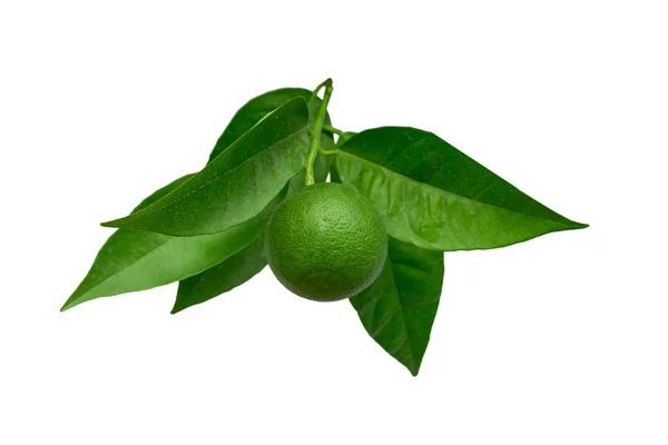 Green Lime on a branch with leaves Isolated on a white background — Stock Photo, Image