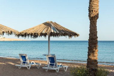 Şemsiye altında bir şezlong. Metal Pergola ve Plastik şezlonglar ile palmiye ağaçları ile kumlu plaj