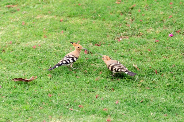 Yeşil çim yakın çekim oturan iki Hoopoe kuş — Stok fotoğraf