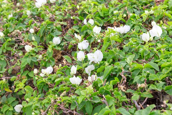 Weiße blühende Bougainvillea-Blume in Ägypten aus nächster Nähe — Stockfoto