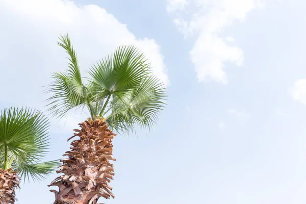 Mavi gökyüzüne karşı Mısır Palmiye ağacı — Stok fotoğraf