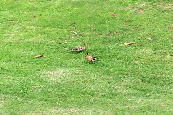 Yeşil çim yakın çekim oturan iki Hoopoe kuş — Stok fotoğraf