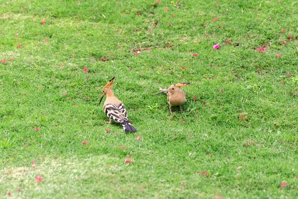 Yeşil çim yakın çekim oturan iki Hoopoe kuş — Stok fotoğraf