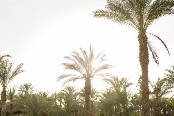 Plajda palmiye ağaçları ile güzel tropikal gün batımı. etkisi vintage — Stok fotoğraf