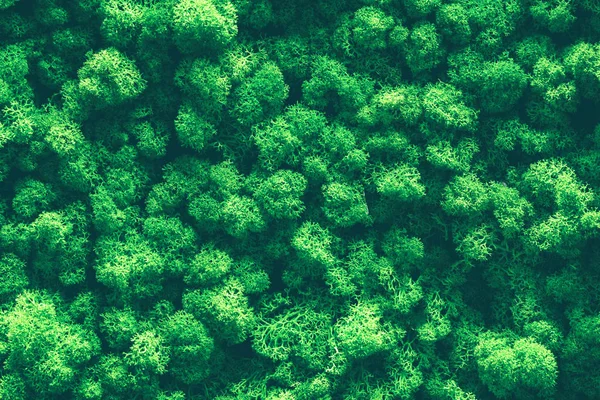 Pared de musgo de reno, decoración de pared verde Cladonia rangiferina interior maqueta de textura —  Fotos de Stock