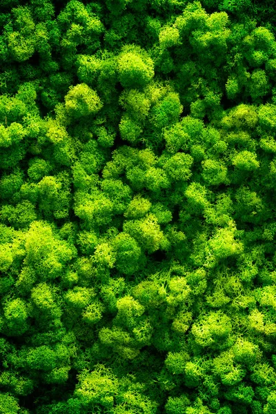 Muschio verde sul vecchio piano dell'ufficio. interior design. vista dall'alto primo piano — Foto Stock