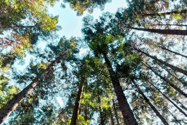 Bosbomen. natuur groen hout zonlicht achtergronden — Stockfoto