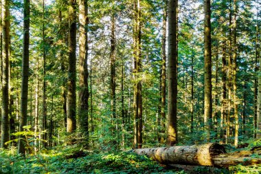 Sonbahar orman ağaçları. doğa yeşil ahşap güneş ışığı arka planı