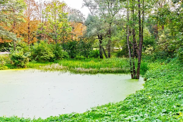 Marais vert luxuriant. Le soleil culmine à travers le feuillage épais pour révéler un magnifique paysage naturel — Photo