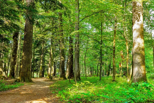 Landscape with rural roads fork in forest