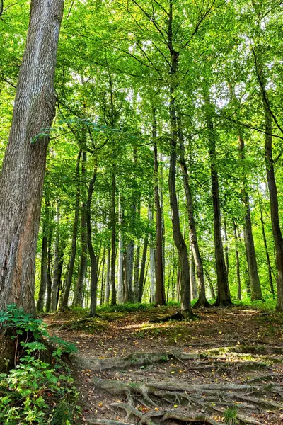 Beautiful Green Forest In Summer. Countryside Road, Path, Way, Lane, Pathway On Sunny Day In Spring Forest