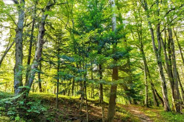 Orman ağaçları. Doğa yeşil ahşap arka güneşli bir gün