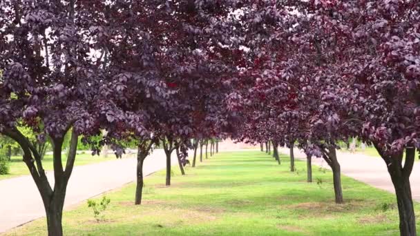 Avenyn Träd Med Lila Trädblad Solig Dag Prunus Virginiana Shubert — Stockvideo