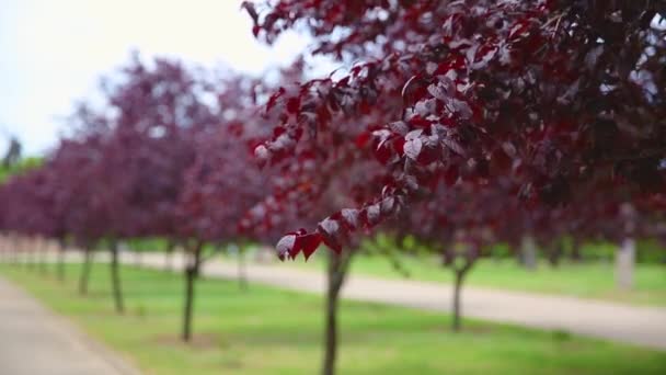 Avenue Arbres Aux Feuilles Pourpres Par Une Journée Ensoleillée Prunus — Video