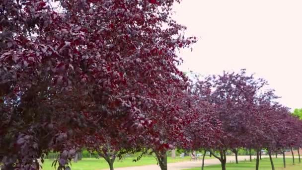 Viale Alberi Con Foglie Albero Viola Una Giornata Sole Prunus — Video Stock