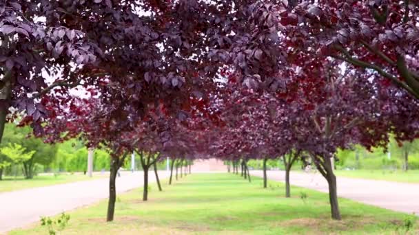 Λεωφόρος Των Δέντρων Μωβ Φύλλα Δέντρων Μια Ηλιόλουστη Μέρα Prunus — Αρχείο Βίντεο