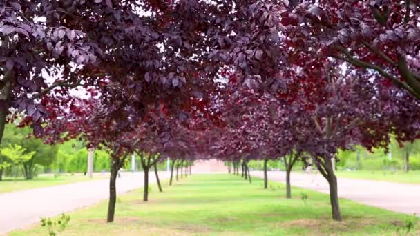 Viale Alberi Con Foglie Albero Viola Una Giornata Sole Prunus — Video Stock