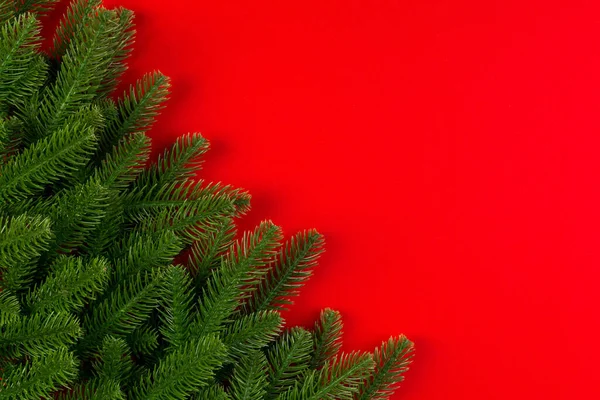 Renkli arka planda yeşil köknar ağacı dallarının üst görüntüsü. Tasarımınız için boş alanı olan yeni yıl tatili kavramı.