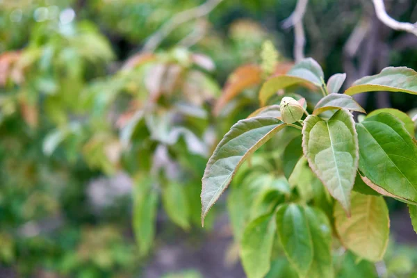 Purging Croton Eller Croton Tiglium Linn Har Oskärpa Gröna Blad — Stockfoto