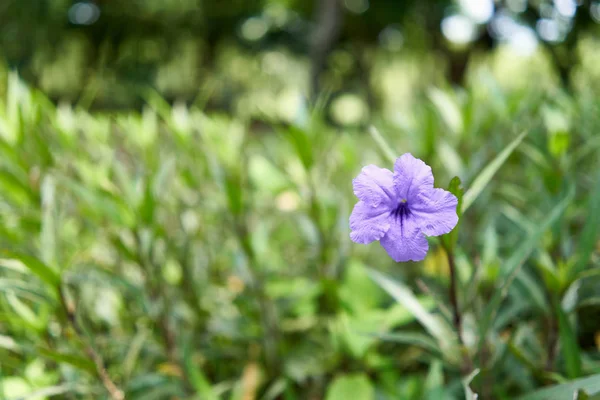 Ruellia Tuberosa Toi Ting Flower Have Violet Color Green Leaf — Stock Photo, Image