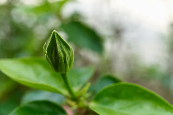 Närbild Knopp Orange Hibiscus Rosa Sinensis Och Bokeh Gröna Löv — Stockfoto