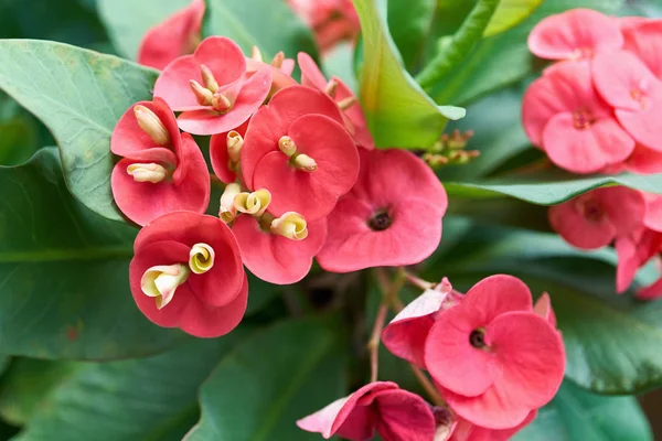 Red Flower Euphorbia Milli Green Leaves Background — Stock Photo, Image