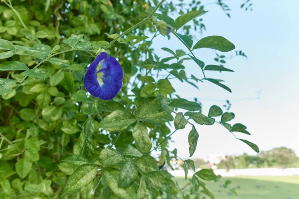 Asian Pigeonwings Clitoria Ternatea Violet Flower Green Leafs Have Sky — Stock Photo, Image