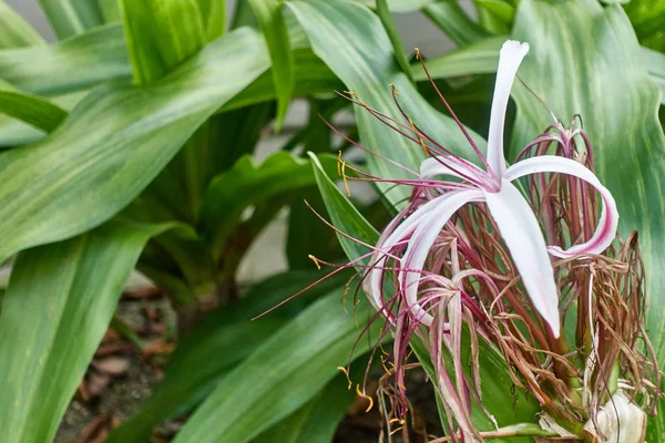 Crinum Amabile Donn Crinum Lily Giantlily Blur Green Leaves Background — Stock Photo, Image
