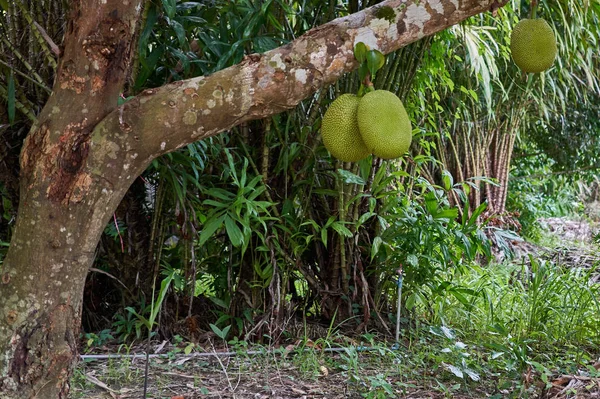 Jaca verde na árvore e Salacca zalacca árvore como fundo — Fotografia de Stock