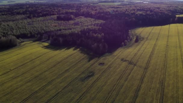 Vista aerea sul campo giallo — Video Stock