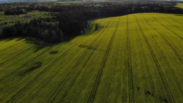 Vista aérea no campo amarelo — Vídeo de Stock