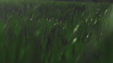 Rüzgar çayır boyunca esiyor. yeşil çimenler