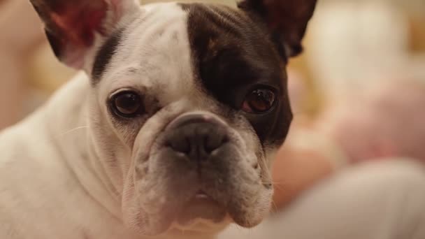 Portrait d'un triste bouledogue français — Video