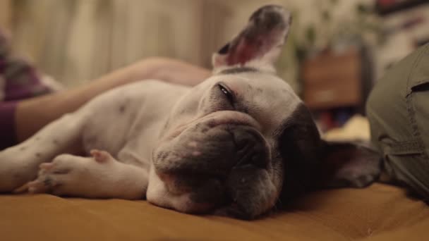 Franse bulldog ontspannen thuis. — Stockvideo