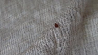 Yatak çarşaflarında sürünen tahtakurusu