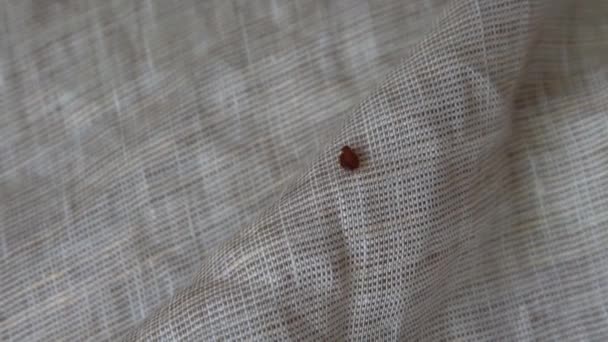 Percevejo rastejando na roupa de cama — Vídeo de Stock